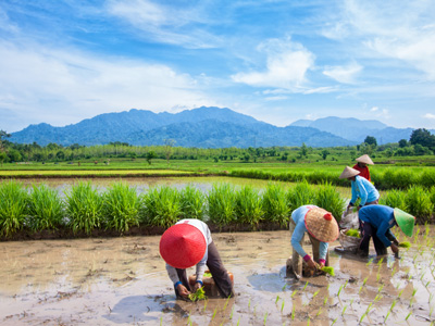 Bali la culture du riz