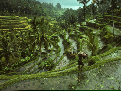 Bali les rizieres