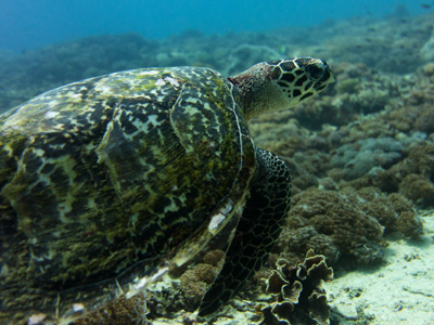 Les fond marins de nusa penida